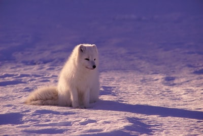白狐白天坐在雪地上